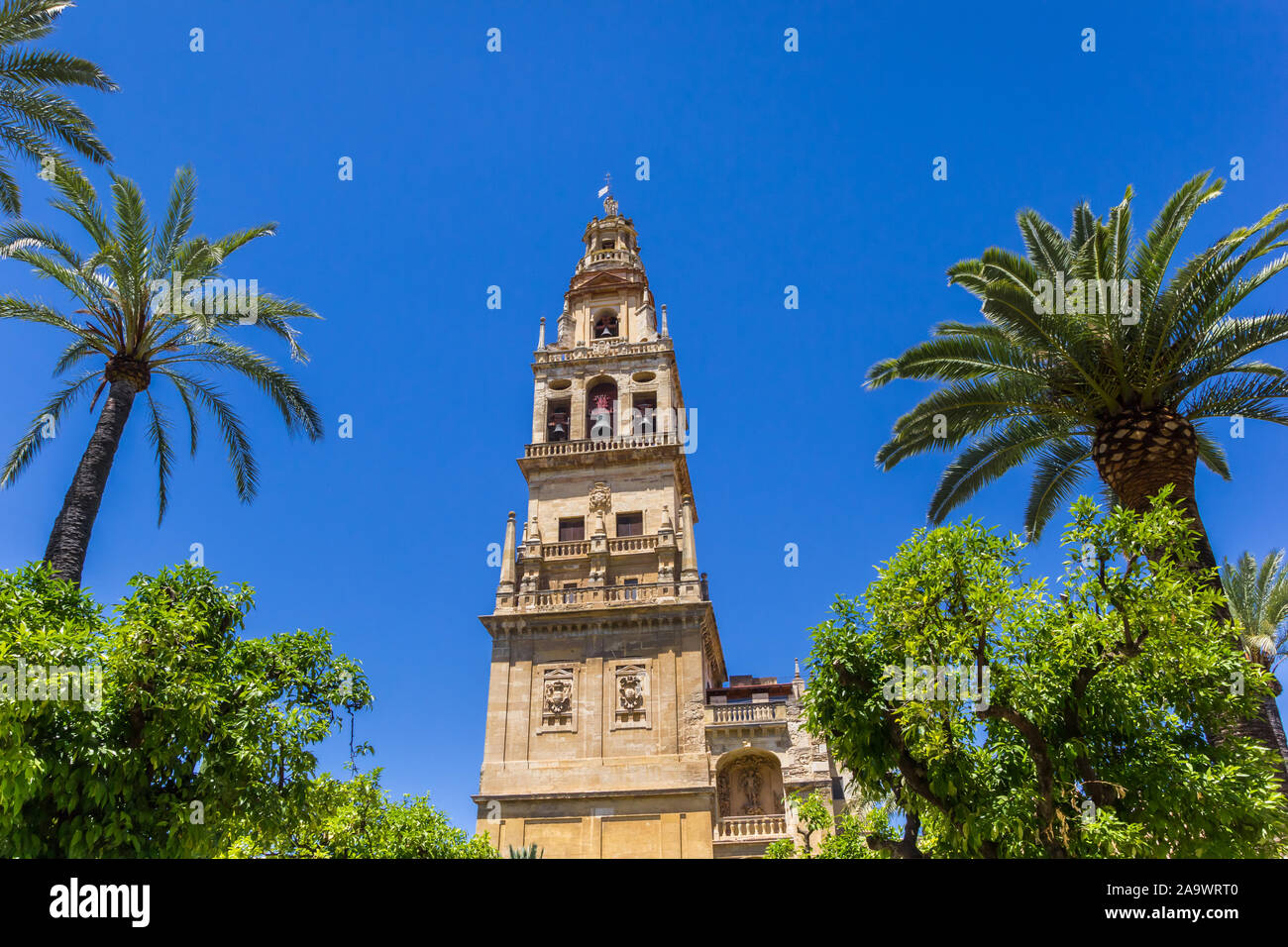 Palm trees and belfry of the mosque cathedral in Cordoba, Spain Stock Photo