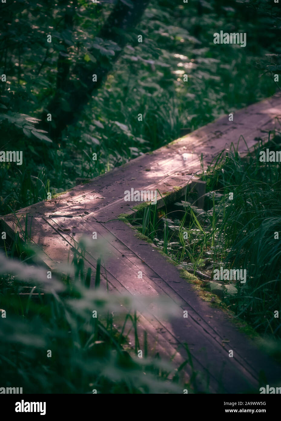 Footpath through dense forest hi-res stock photography and images - Alamy