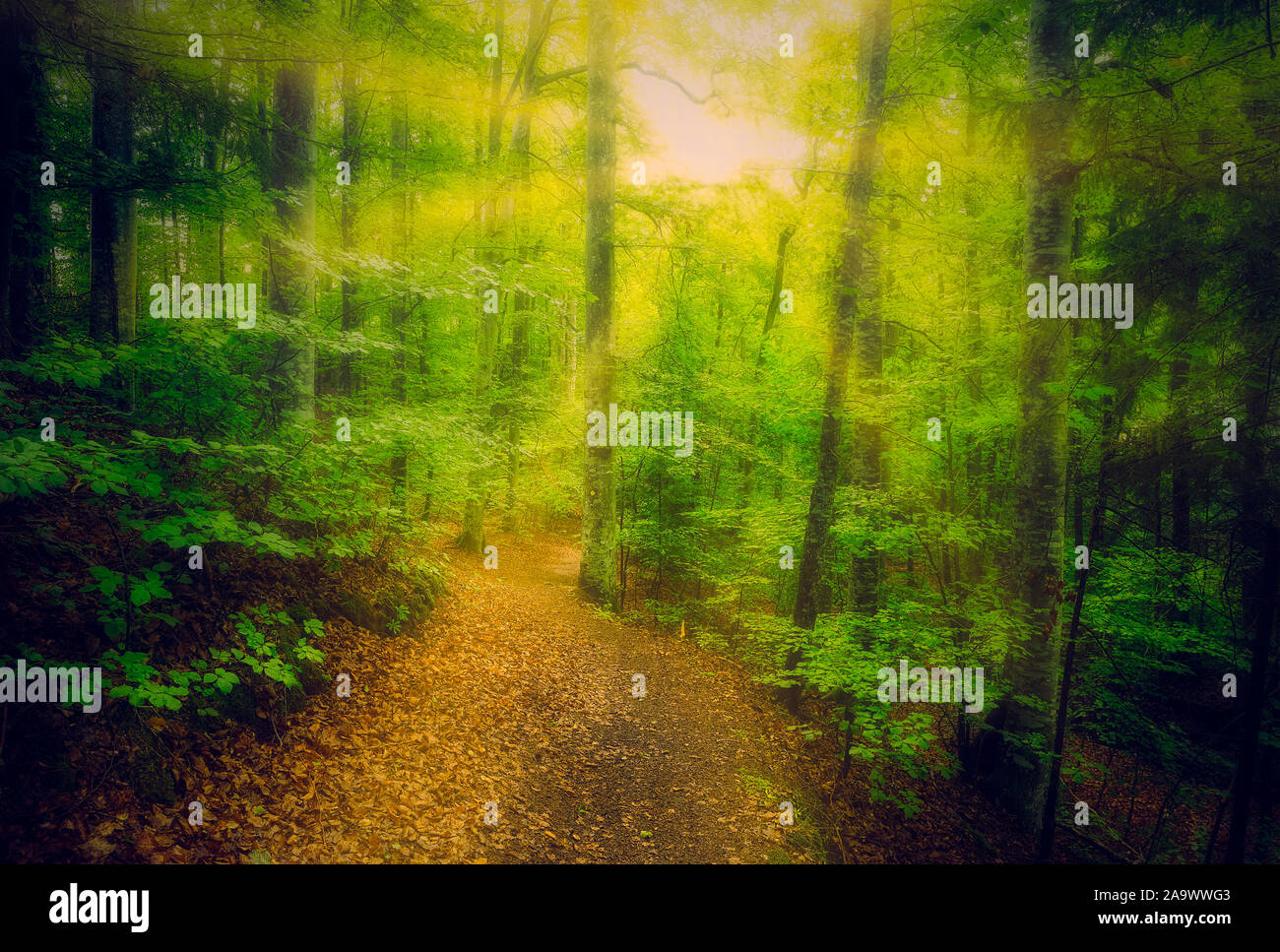 Path in lush green forest with sun shining trough the trees Stock Photo ...