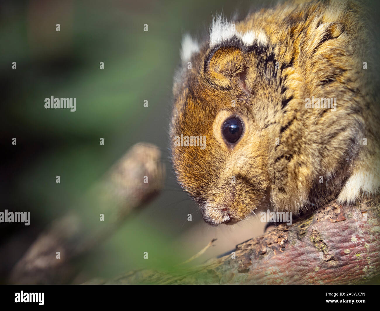 Asiatic striped squirrel Tamiops swinhoei Stock Photo - Alamy