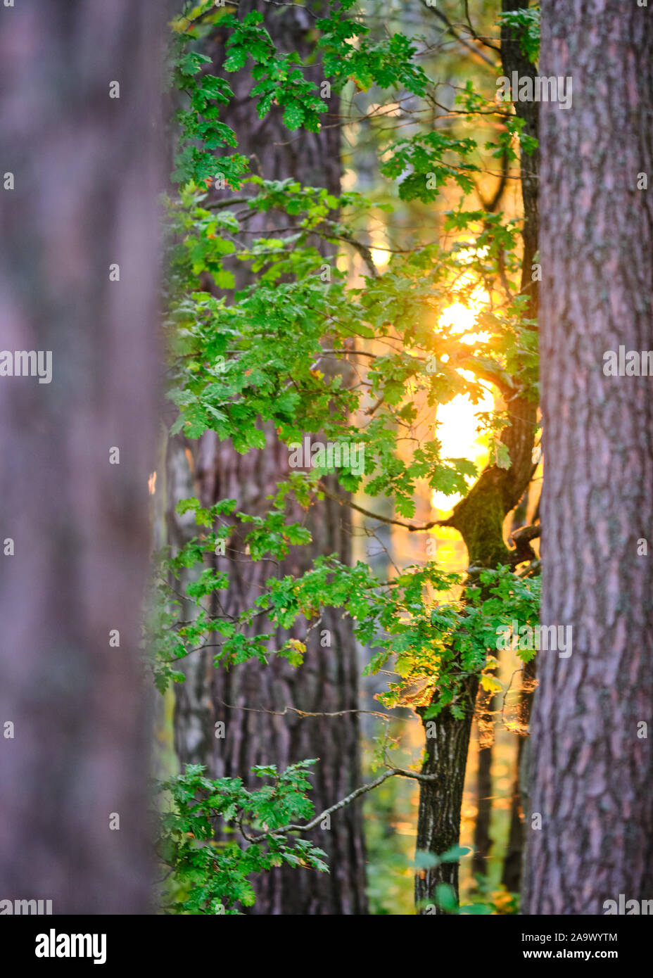 Tree out of focus in the foreground and a small tree in focus in the  background with the sun behind Stock Photo - Alamy