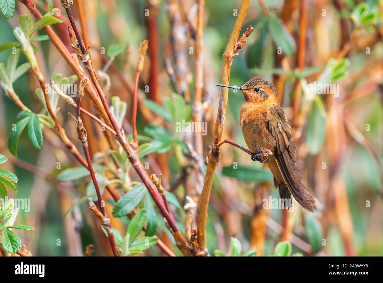 Cotopaxi fauna hi-res stock photography and images - Alamy