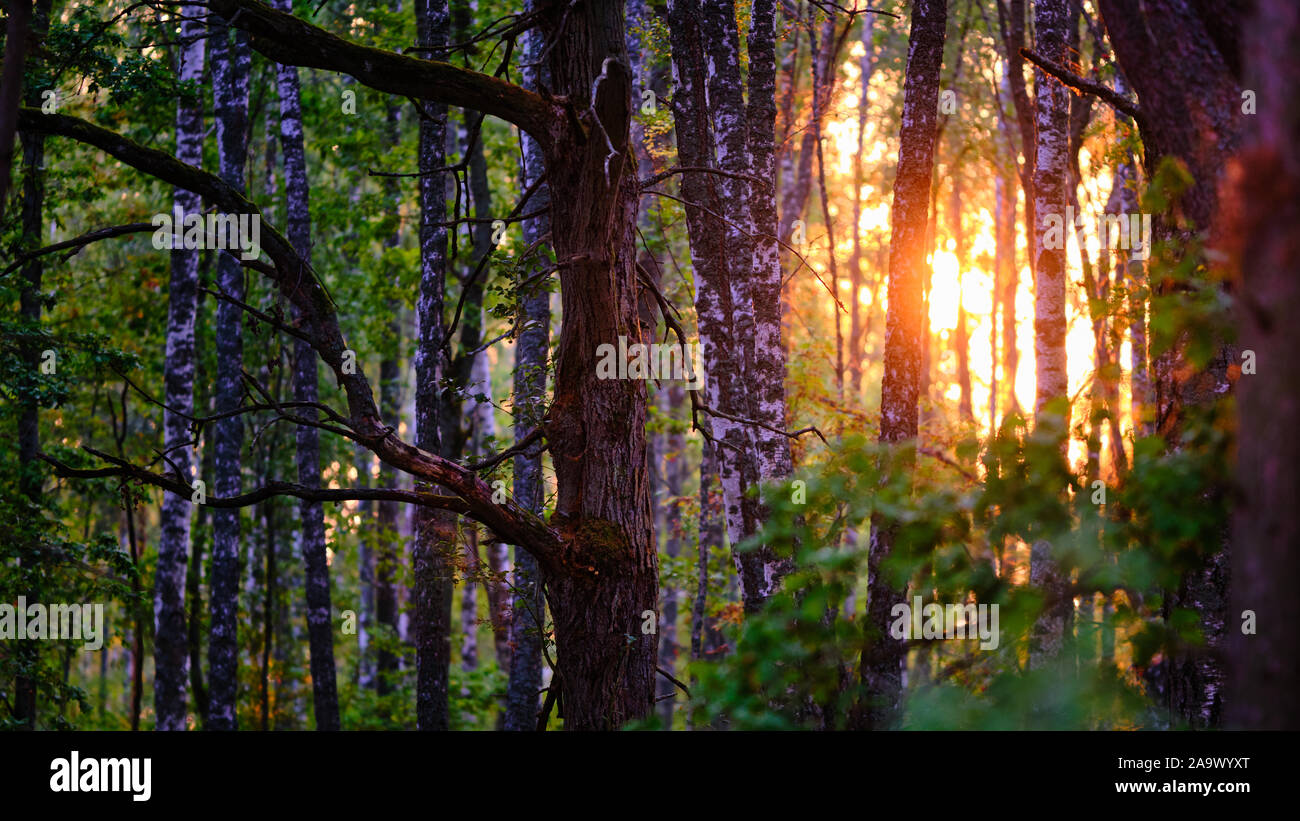 Backlit trees in a forest with green leafs Stock Photo