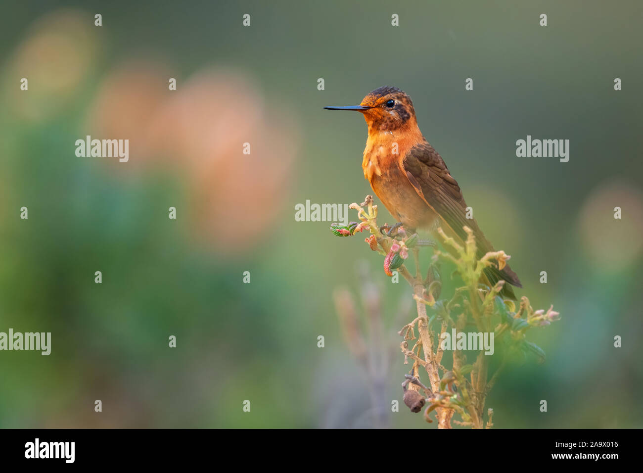 Cotopaxi fauna hi-res stock photography and images - Alamy