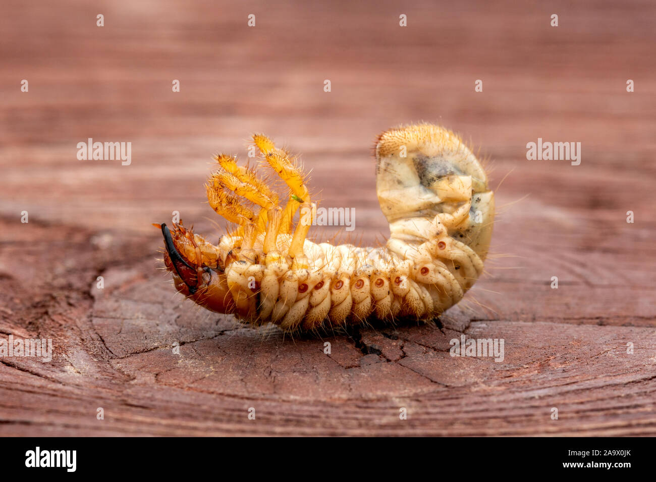 Dead larva of the May beetle Common Cockchafer or May Bug (Melolontha melolontha). Grubs are important pest of plants. Stock Photo