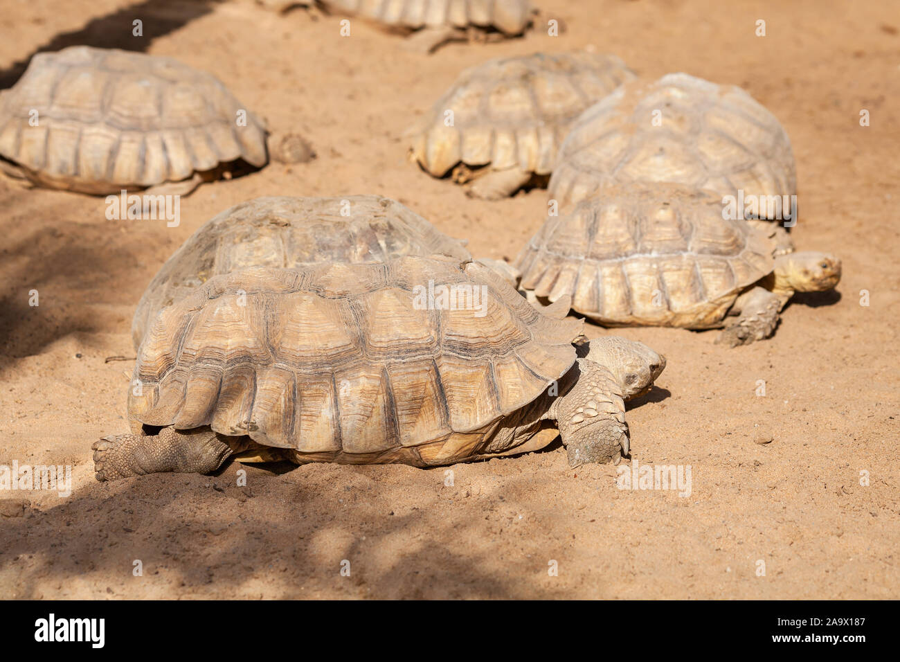 Giant land turtles walking on a sand. Tenerife, Spain Stock Photo Alamy
