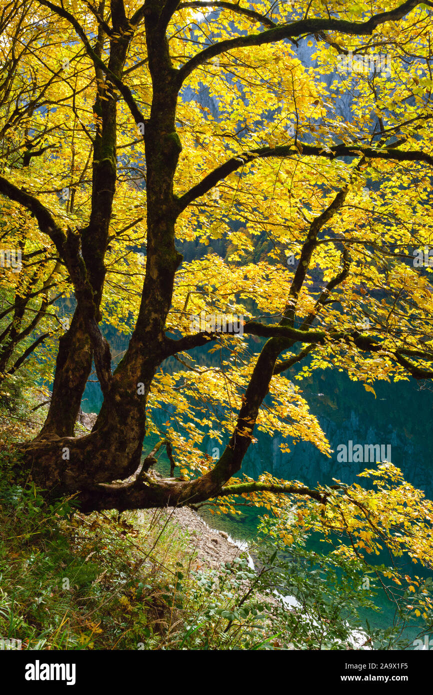 Big maple tree hi-res stock photography and images - Alamy