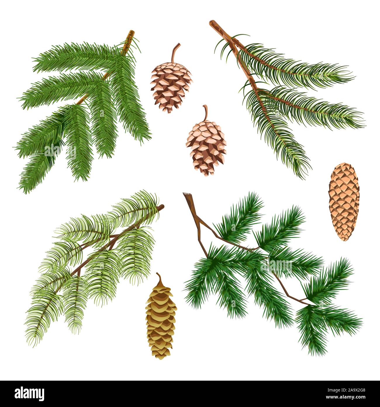 Pine or fir, Christmas tree conifer branches and cones isolated icons