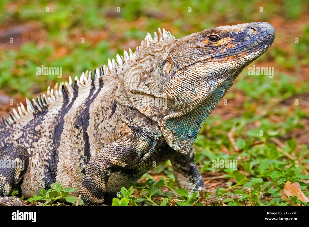 Mittelamerika, Costa Rica, Iguana iguana, Leguan, Gruener Leguan, Stock Photo