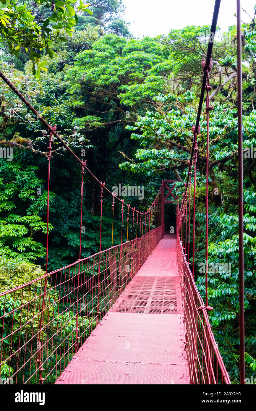 Mittelamerika, Costa Rica, Haengebruecke, Monteverde, Regenwald, Stock Photo