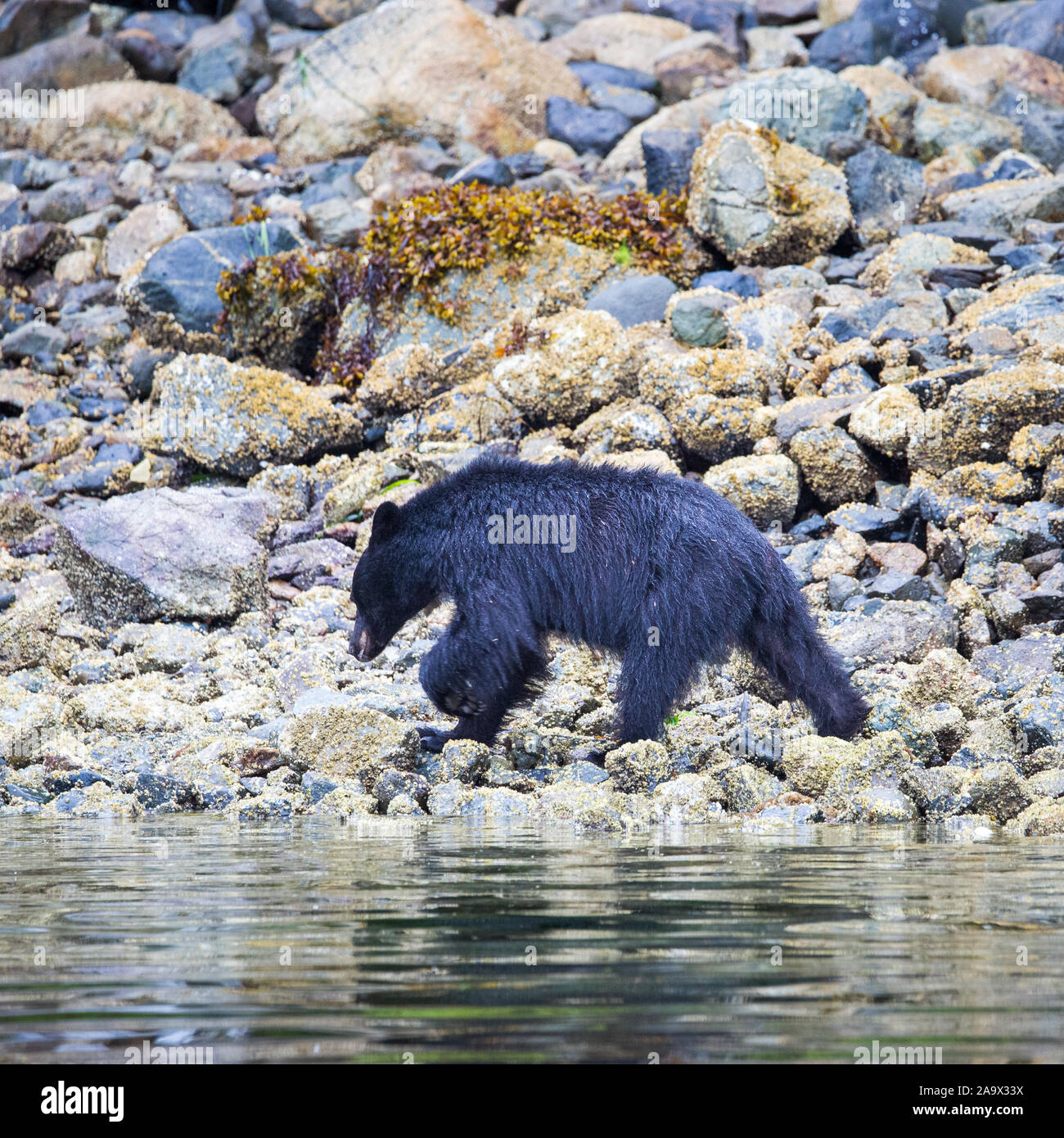 Black Bear searching for food at low tide, Tofino, British Columbia, Canada Stock Photo