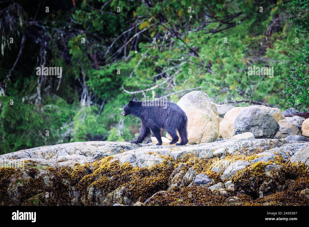 Black Bear searching for food at low tide, Tofino, British Columbia, Canada Stock Photo