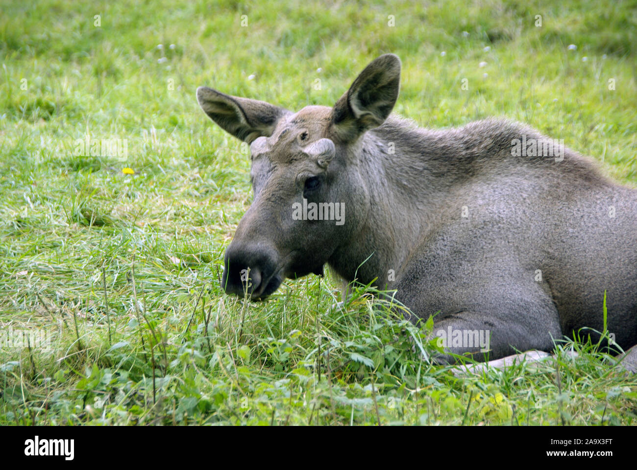 Ruhender Elch, Alces alces, Daenemark, Skandinavien, Stock Photo