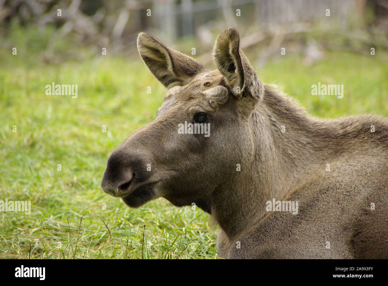 Ruhender Elch, Alces alces, Daenemark, Skandinavien, Stock Photo
