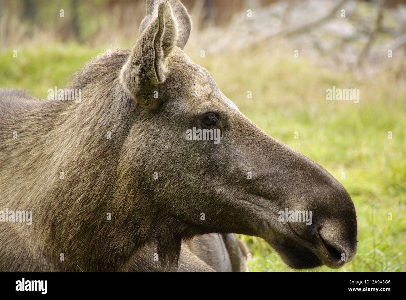Ruhender Elch, Alces alces, Daenemark, Skandinavien, Stock Photo