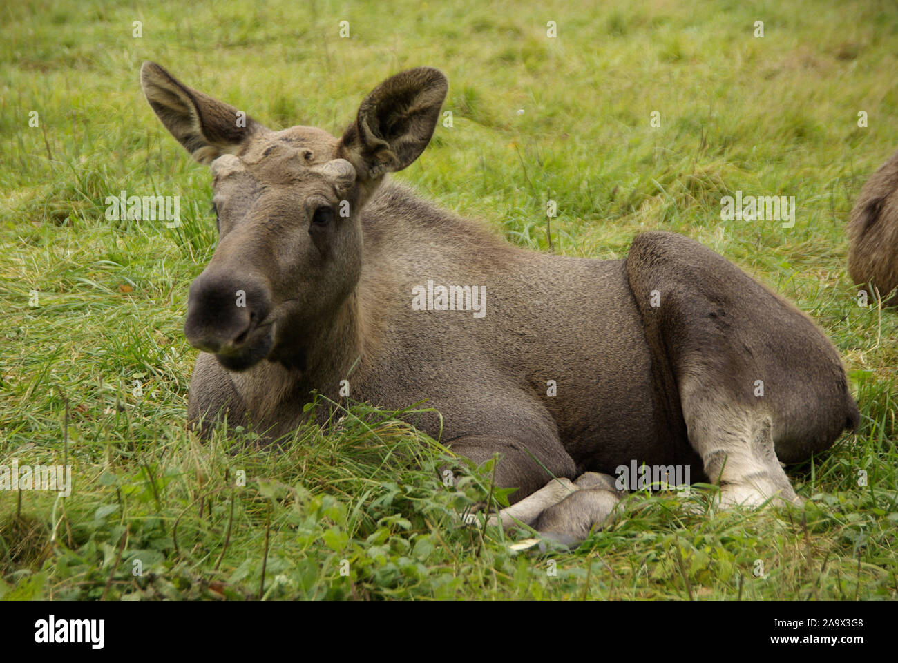 Ruhender Elch, Alces alces, Daenemark, Skandinavien, Stock Photo