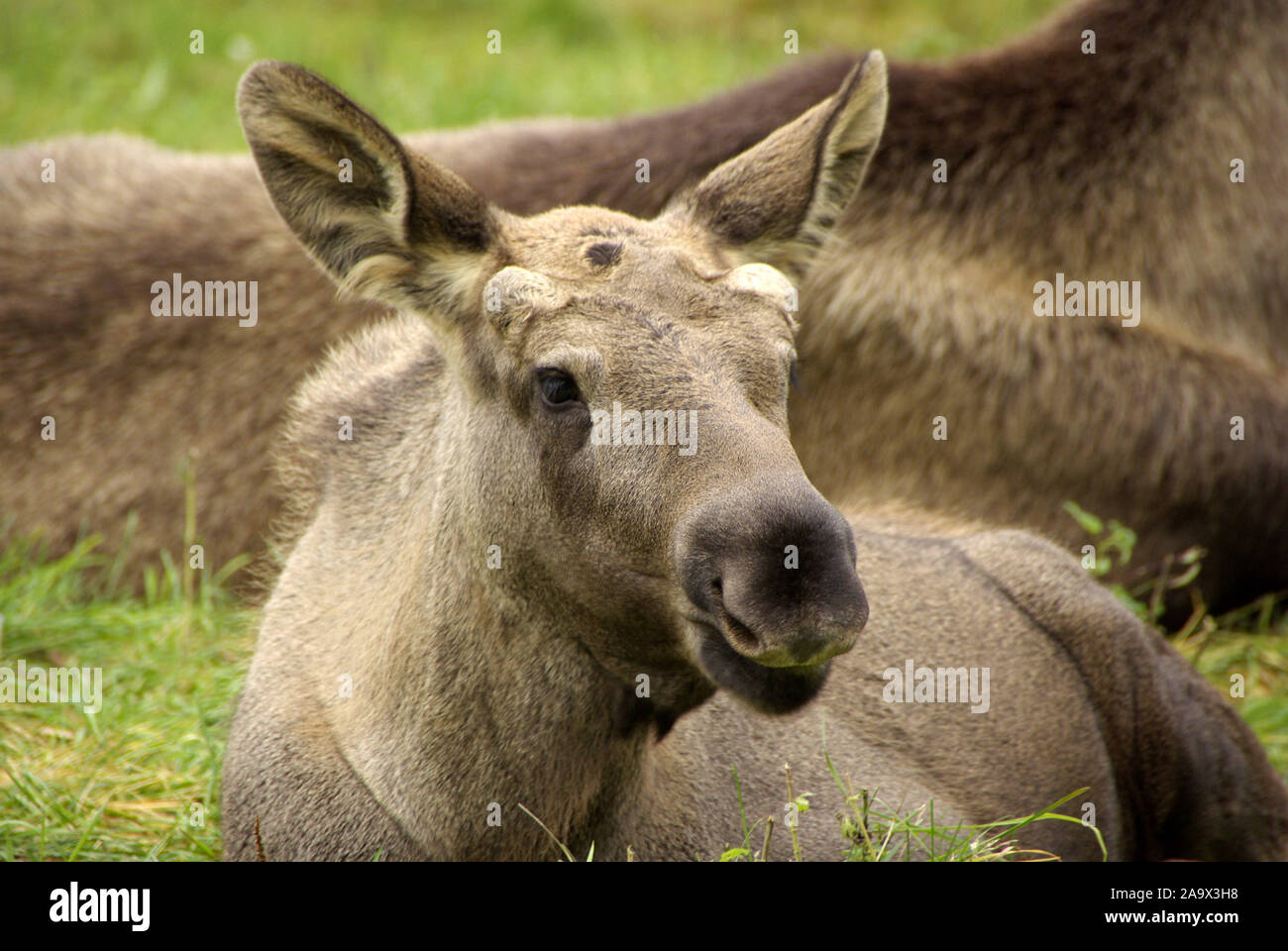 Ruhender Elch, Alces alces, Daenemark, Skandinavien, Stock Photo