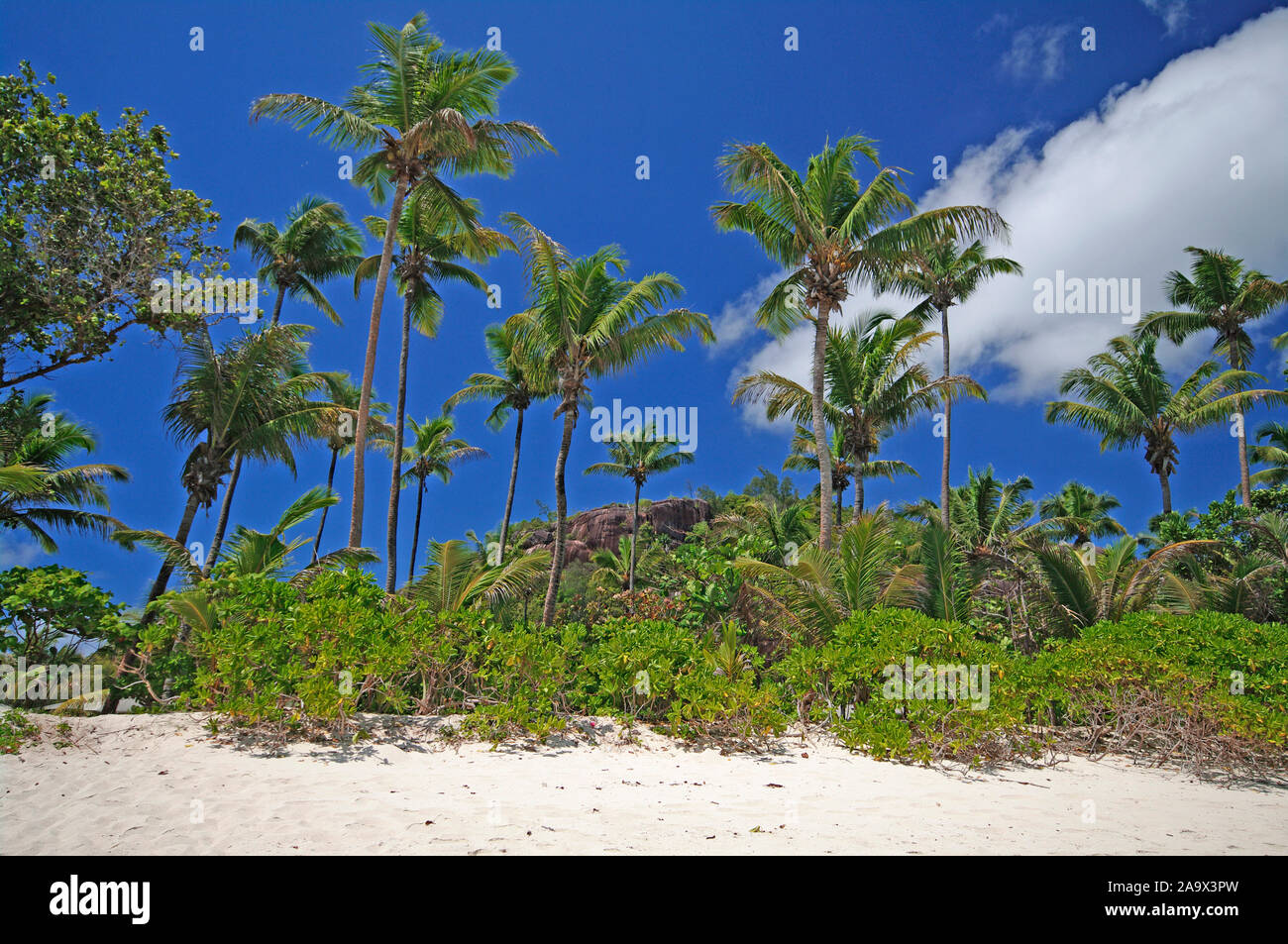 Paradiesischer Sandstrand mit Palmen und Granitfelsen an der Carana Bay, Mahe, Seychellen Stock Photo