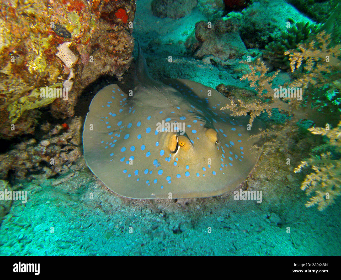 Blaupunktrochen / Taeniura lymma in einem Korallenriff im Rotem Meer, Ägypten Stock Photo
