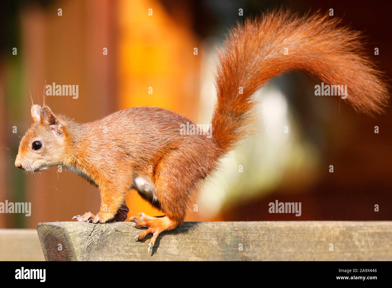 Geschicktes aufmerksames junges europäisches rotes Eichhörnchen auf Beobachtungsposten Stock Photo