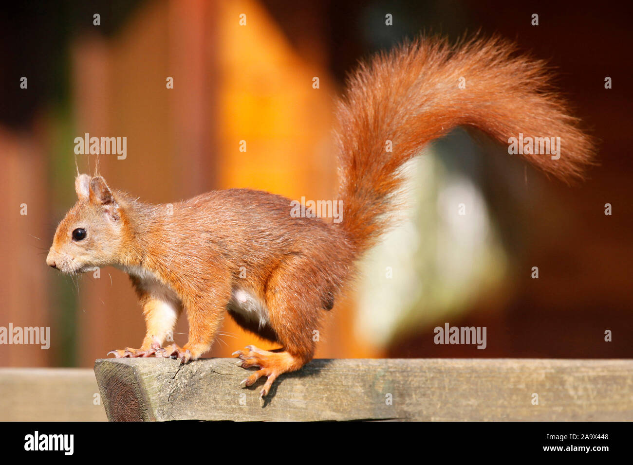 Geschicktes aufmerksames junges europäisches rotes Eichhörnchen auf Beobachtungsposten Stock Photo