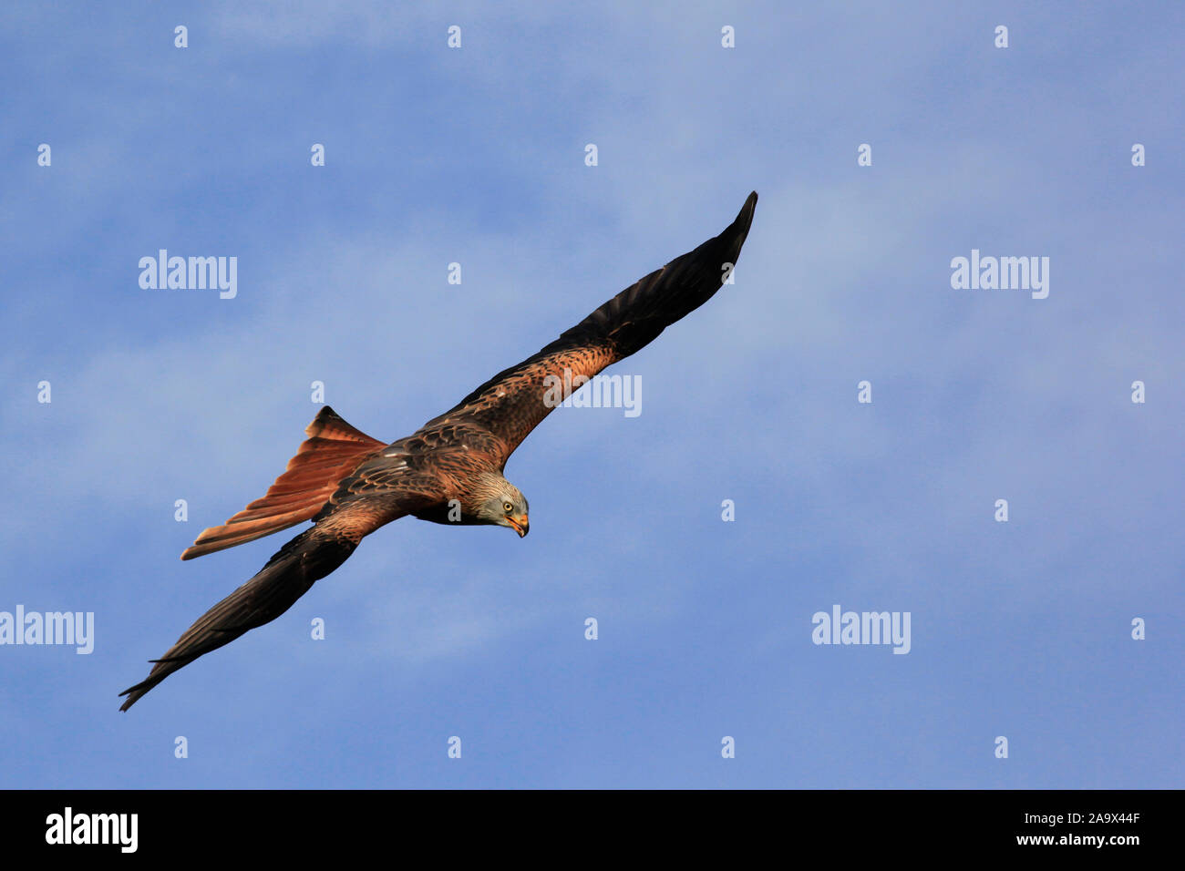 Schwarzmilan im Flug vor blauem Himmel, Raubvogel gleitet in der Thremik auf der Suche nach Futter Stock Photo