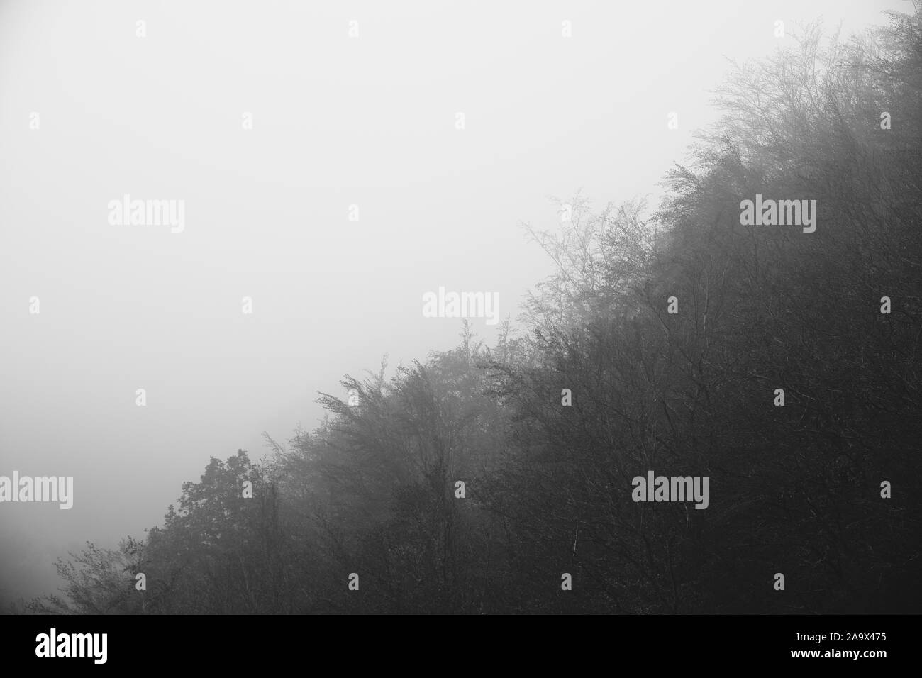 Black and white image of forest and fog Stock Photo - Alamy