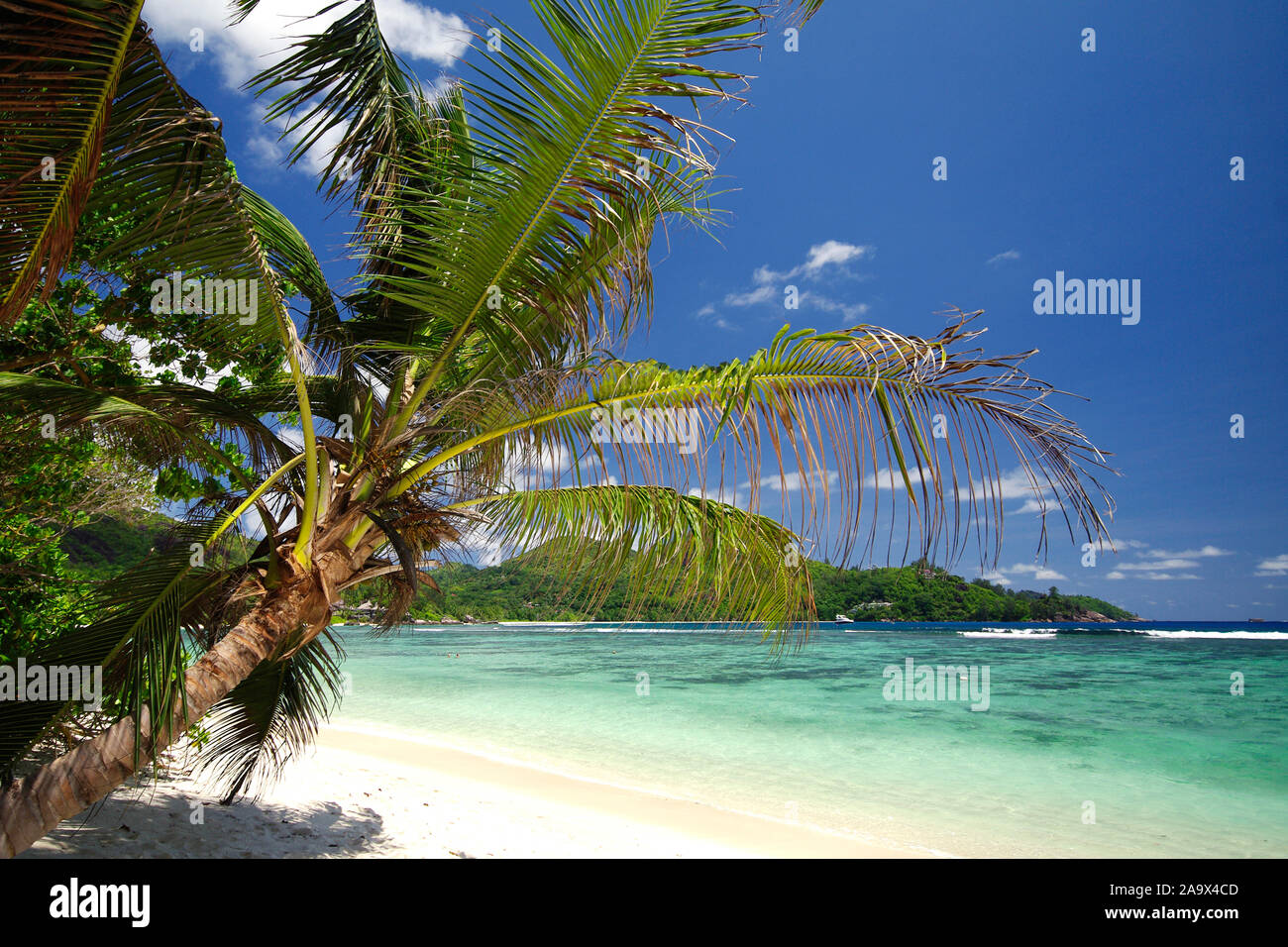 Schattiger Platz zum Ausruhen unter Palmen am Strand von Baie Lazare auf der Haupinsel der Seychellen, Mahe Stock Photo