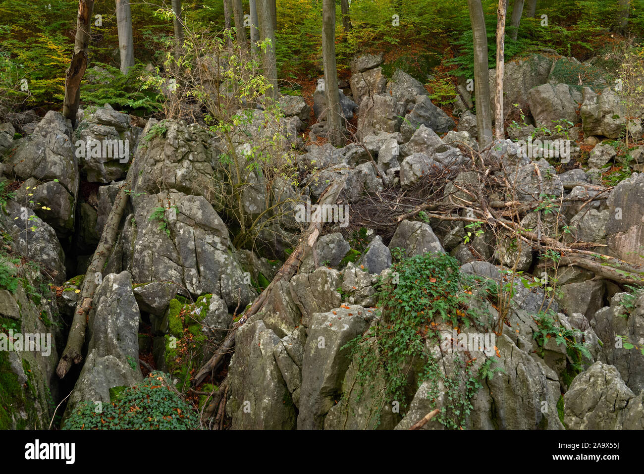 Felsenmeer, famous Nature Reserve, National Geotope, sea of rocks, rock chaos with old beeches and dead wood of Hemer, Germany, Europe. Stock Photo