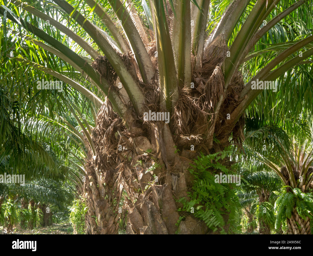 Palm oil tree hires stock photography and images Alamy