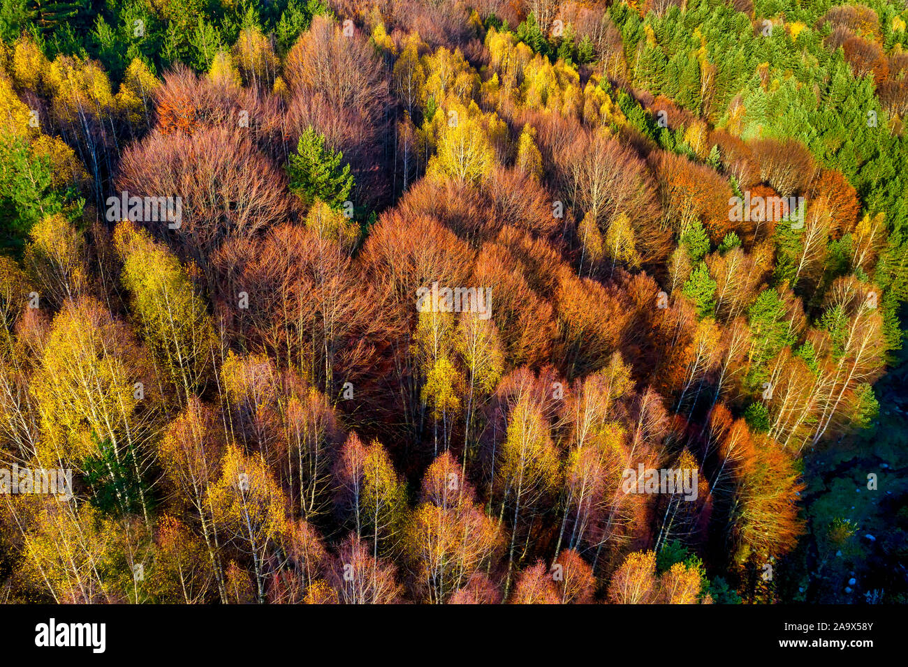 Aerial view of autumn forest . Amazing landscape , trees with red and ...