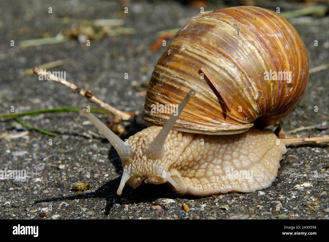 helix-pomatia-weinbergschnecke-kriecht-davon-nahaufnahme-stock-photo