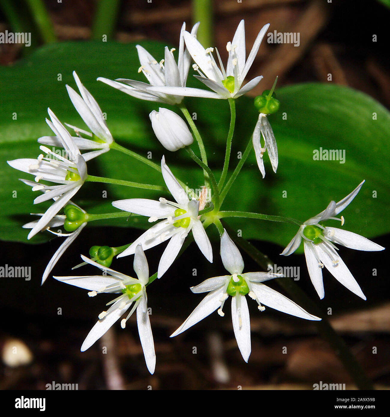 Allium ursinum, Bluehender Baerlauch, Nahaufnahme Stock Photo