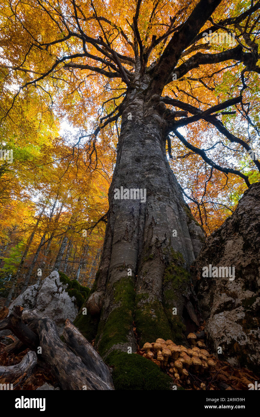 Trunk of impressive tree in autumn colors with rocks and mushrooms between the roots, Parco Nazionale d'Abruzzo Lazio e Molise, Abruzzo, Italy Stock Photo