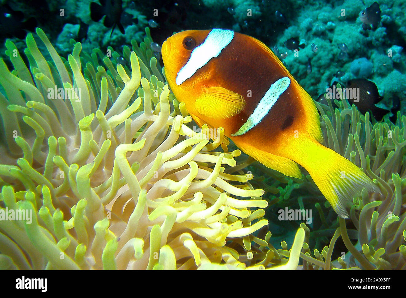 Rotmeer-Anemonenfisch, Amphiprion bicintus, Stock Photo