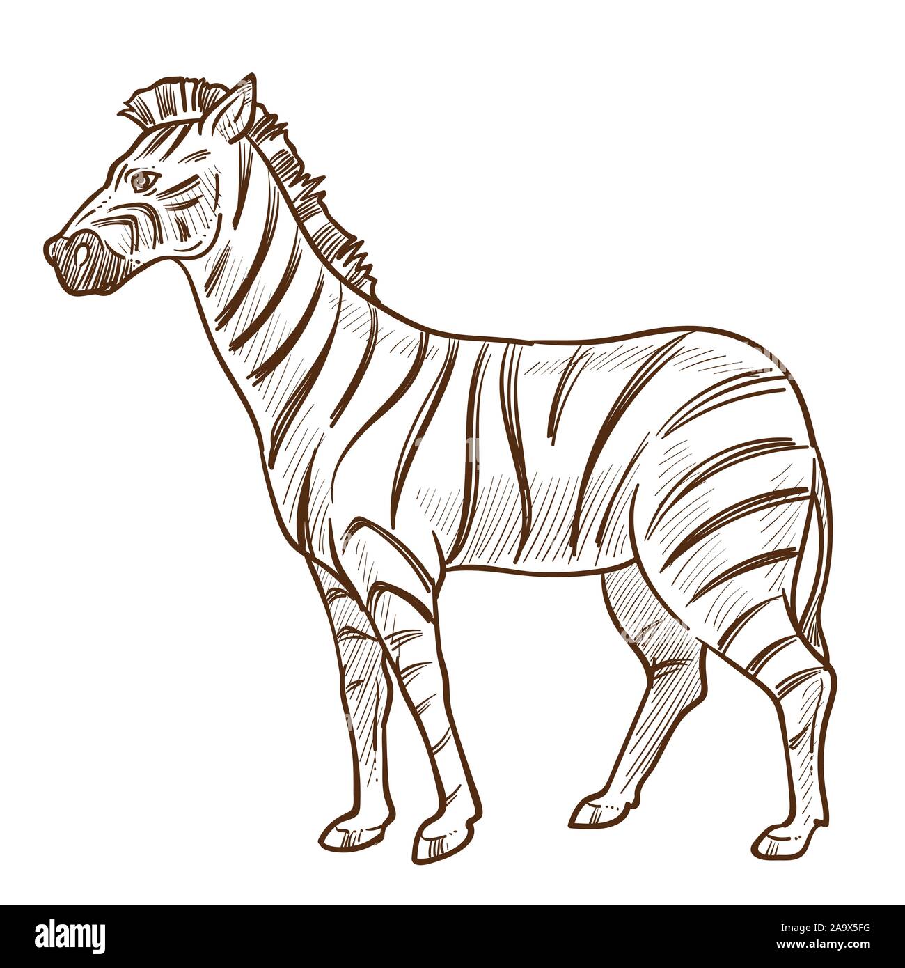 Zebra Pencil Drawing