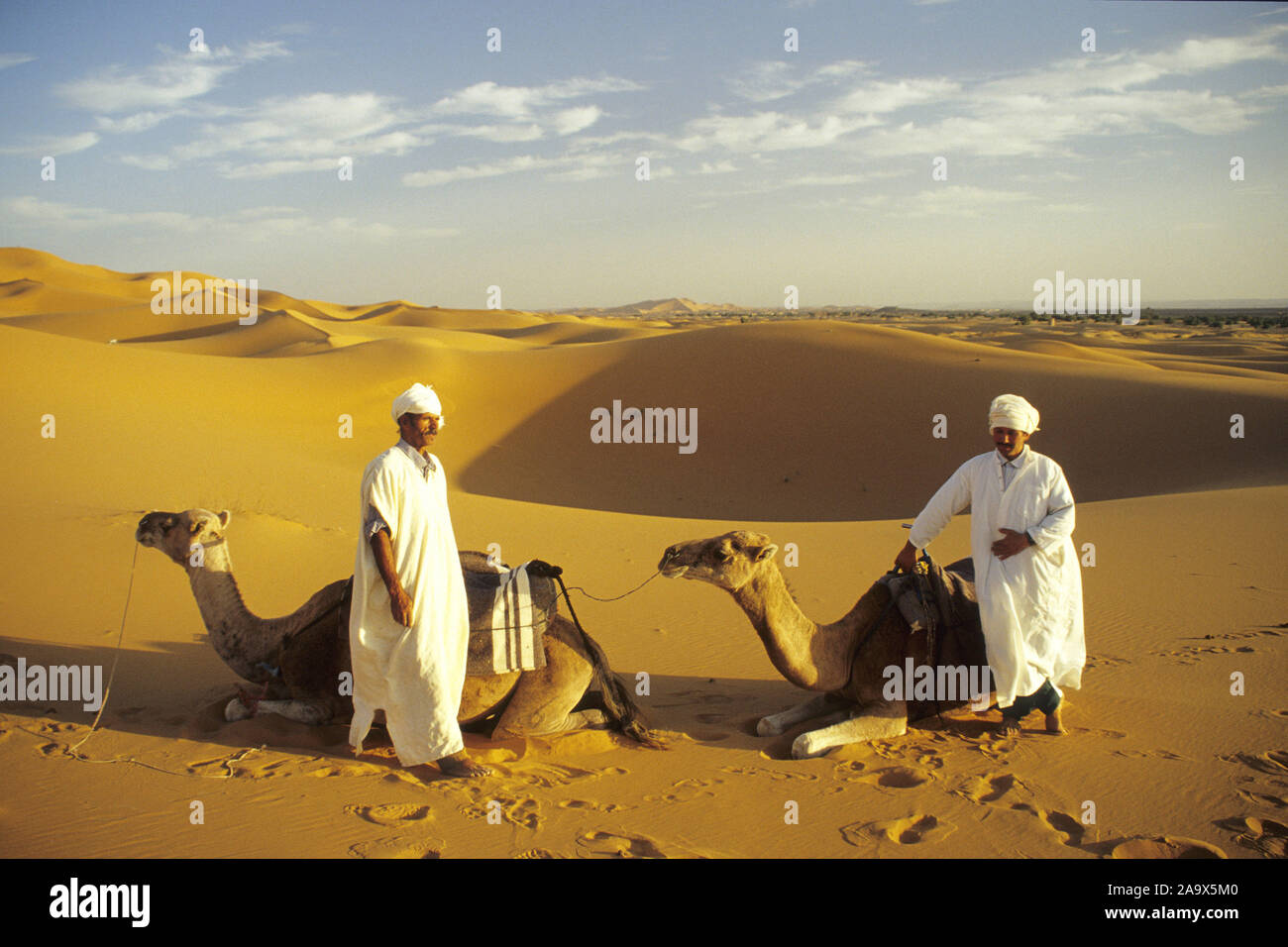 Kameltreiber High Resolution Stock Photography And Images Alamy
