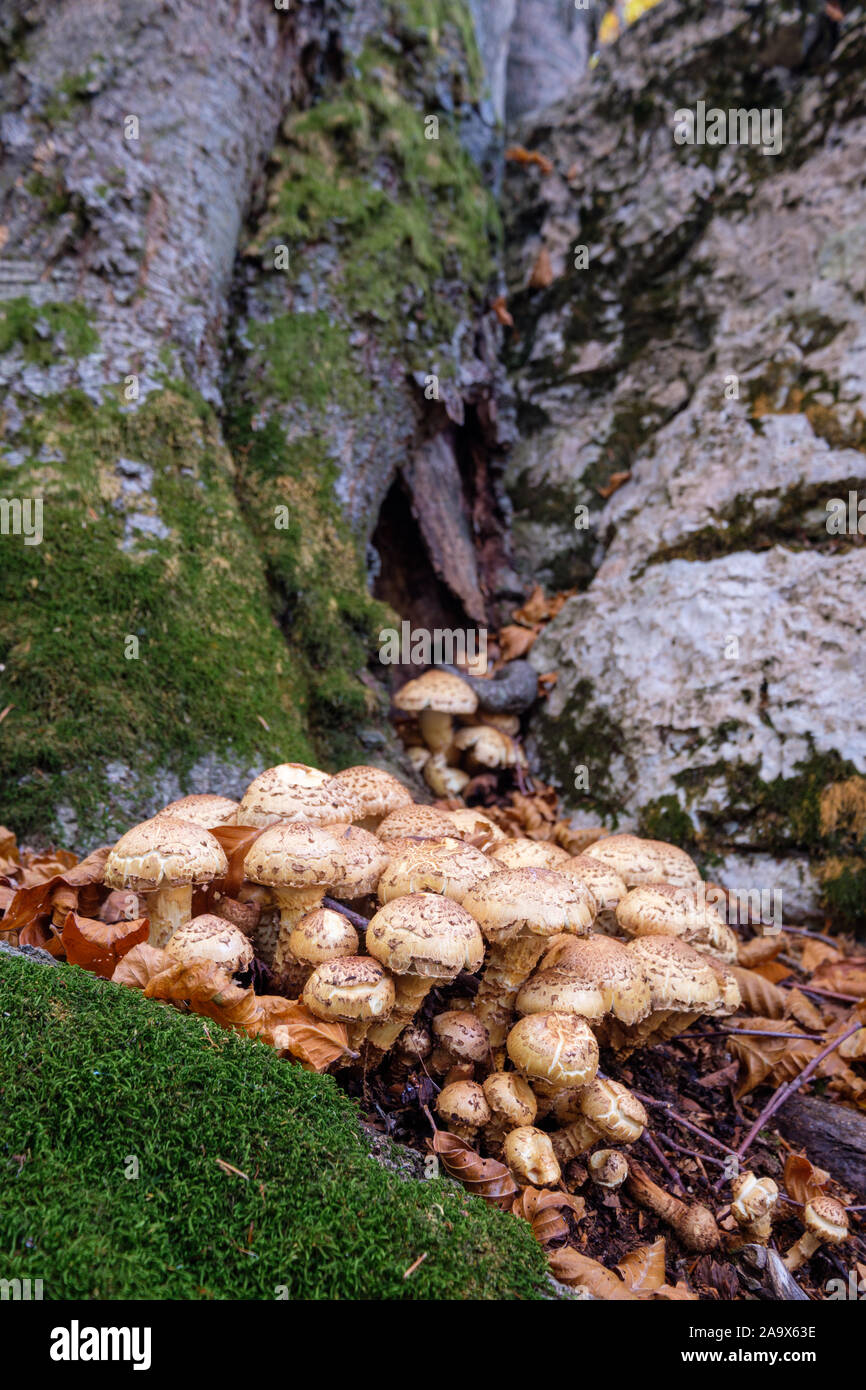 Group of brown mushrooms between moss and stones and root of big tree in forest at autumn, Abruzzo, Italy Stock Photo