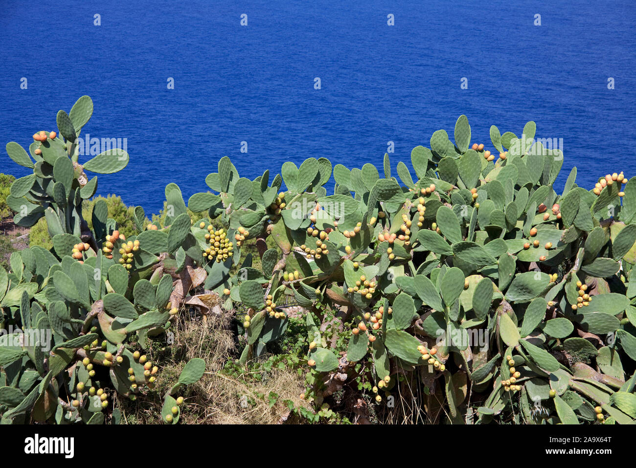 Prickly pears (Opuntia ficus-indica), Banyalbufar, Mallorca, Balearic islands, Spain Stock Photo