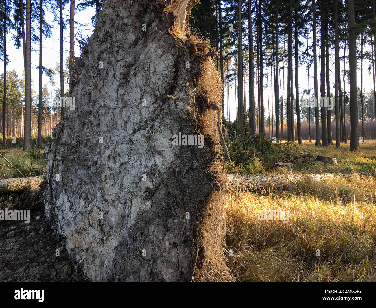 Windthrow of the coniferous tree in the forest after the storm Stock Photo