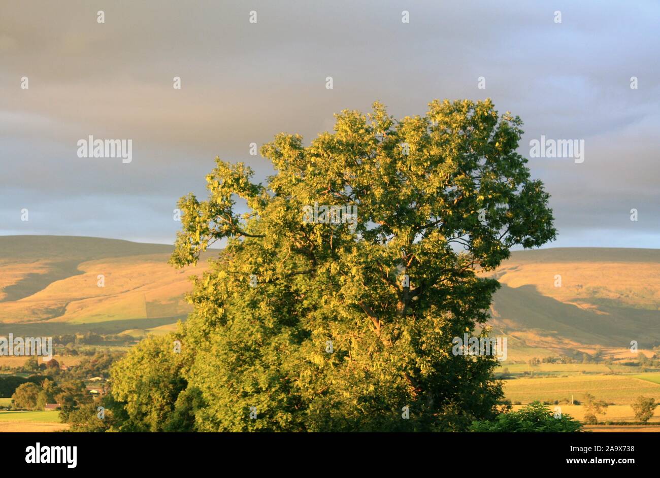 Top of tree and high fells in summer light Stock Photo