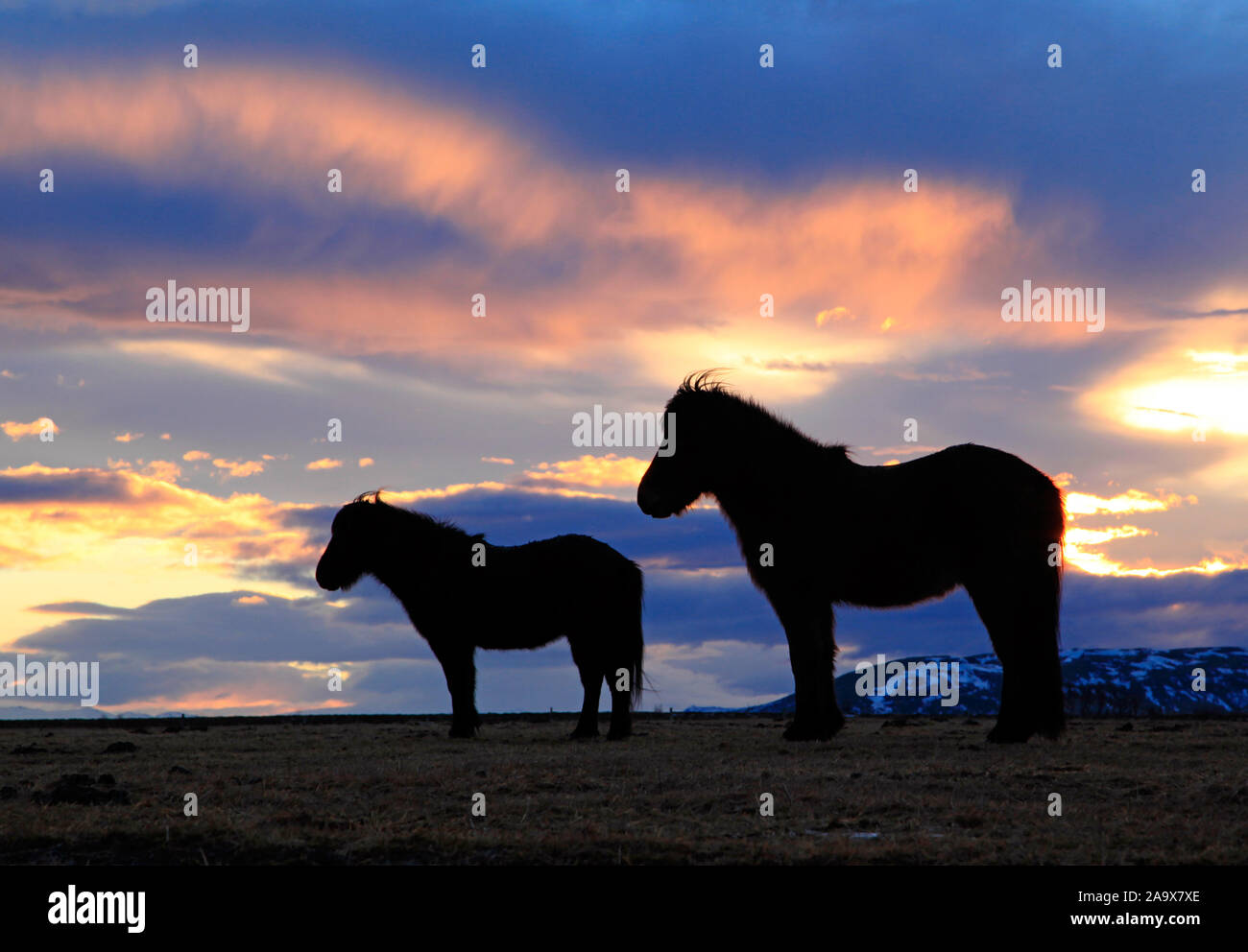 Europa, Island, Pferde im Gegenlicht Stock Photo