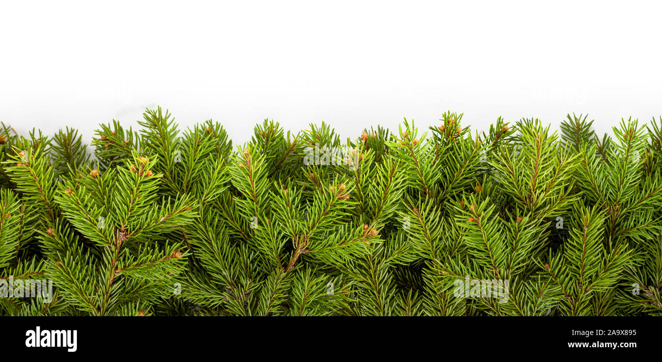 Christmas tree branches on white Stock Photo