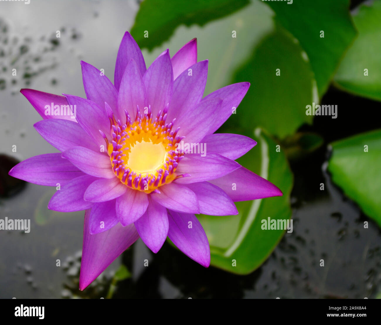 Nahaufnahme einer lila Stern-Seerose / Nymphaea nouchali Stock Photo