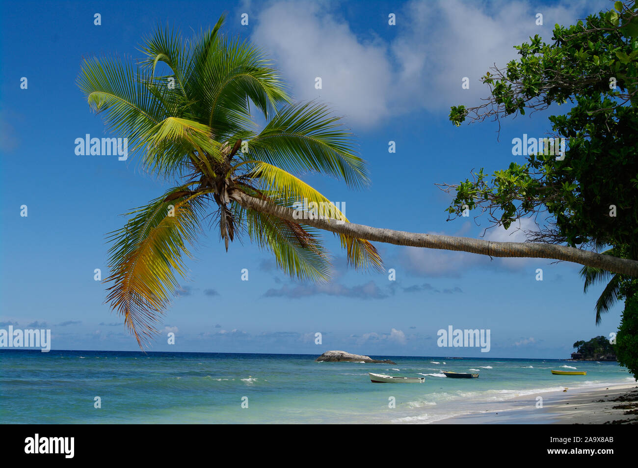 Schattiger Platz zum Entspannen unter einer Palme am Beau Vallon Strand mit Granitfelsen, tropisches Paradies an der Nordkueste der Hauptinsel Mahe, S Stock Photo