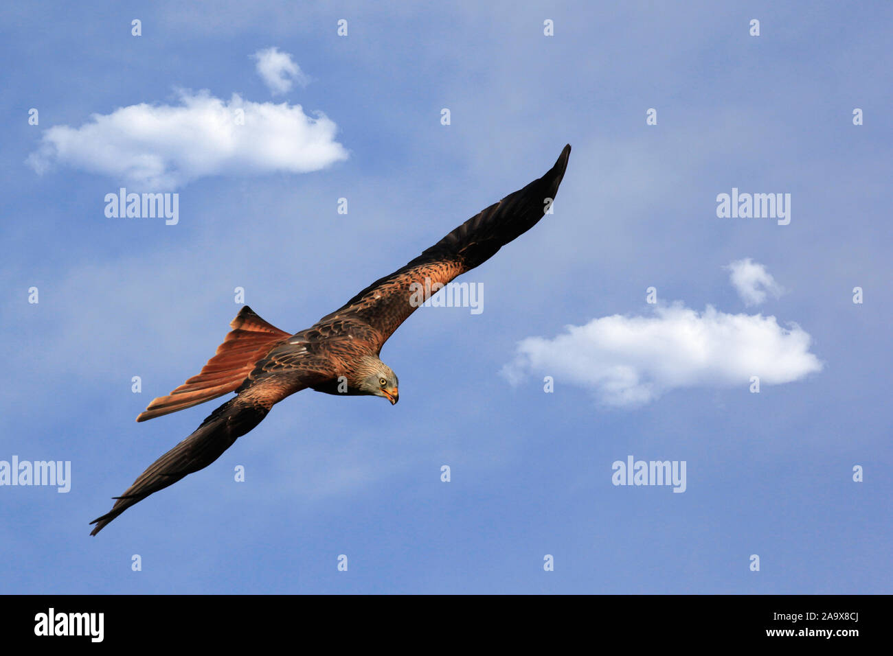 Schwarzmilan im Flug vor blauem Himmel, Raubvogel gleitet in der Thremik auf der Suche nach Futter Stock Photo