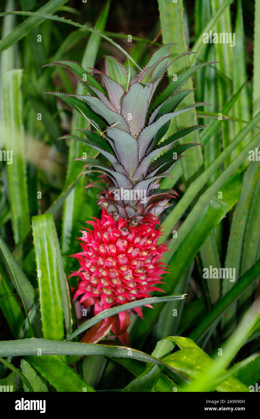 Nahaufnahme einer wilden roten Ananas / Ananas bracteatus Pflanze, tropische Frucht, die auf den Seychellen wächst Stock Photo