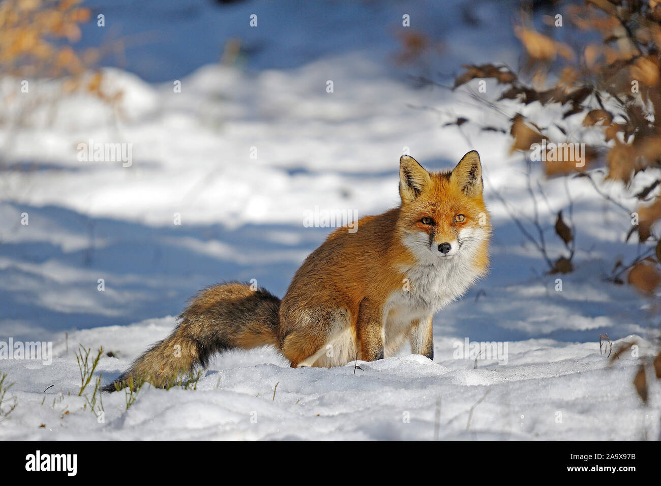 Rotfuchs im Winter, Vulpes vulpes Stock Photo