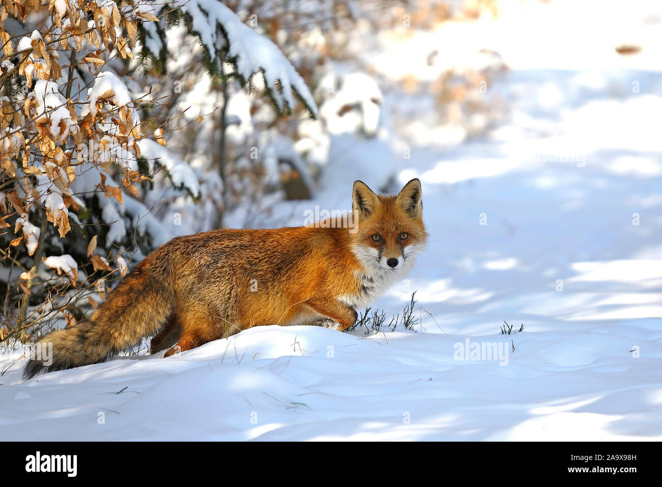 Rotfuchs im Winter, Vulpes vulpes Stock Photo