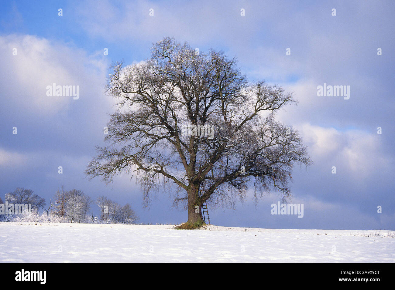 Stieleiche im Winter - Quercus robur Stock Photo